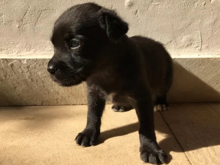Cachorro ra a Vira-lata idade Abaixo de 2 meses nome Sem nome