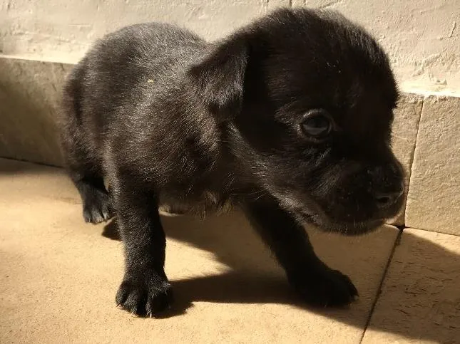 Cachorro ra a Vira-lata idade Abaixo de 2 meses nome Sem nome