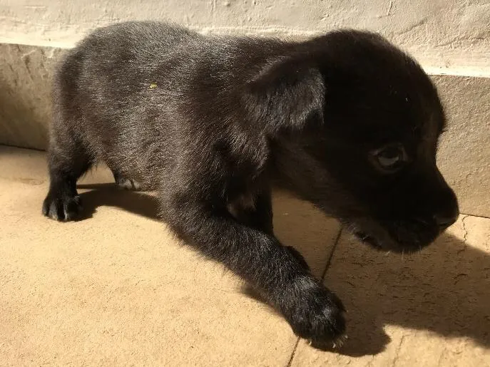 Cachorro ra a Vira-lata idade Abaixo de 2 meses nome Sem nome