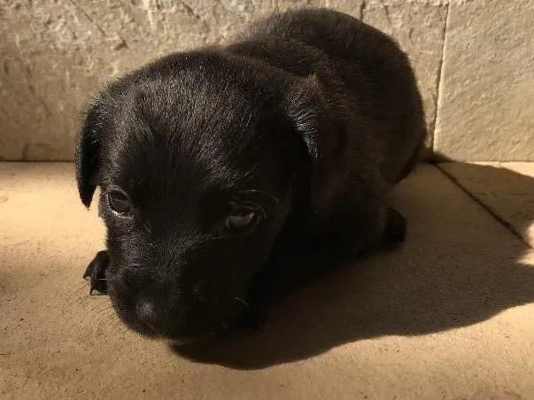 Cachorro ra a Vira-lata idade Abaixo de 2 meses nome Sem nome