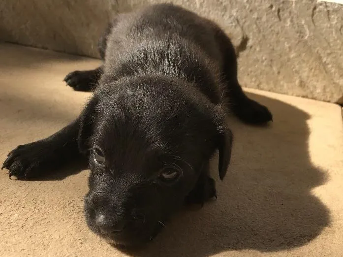 Cachorro ra a Vira-lata idade Abaixo de 2 meses nome Sem nome