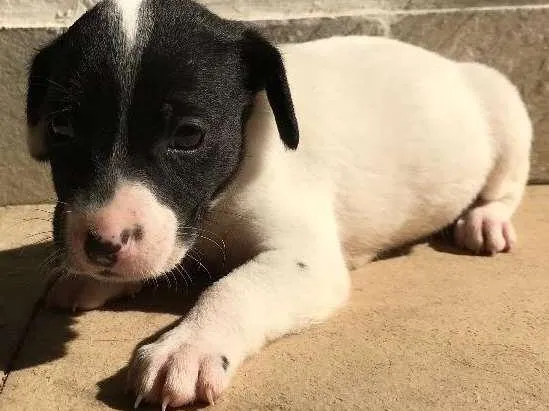 Cachorro ra a Vira-lata idade Abaixo de 2 meses nome Sem nome