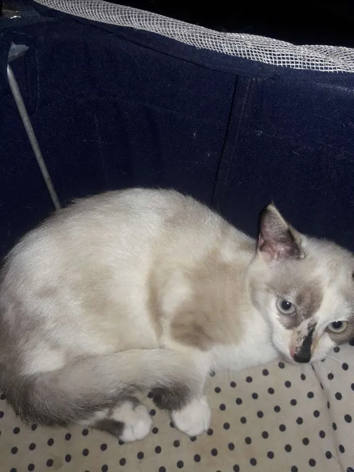 Gato ra a Srd  idade 2 a 6 meses nome Filo