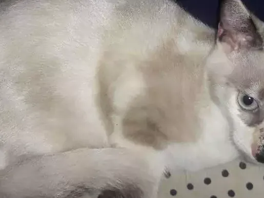 Gato ra a Srd  idade 2 a 6 meses nome Filo