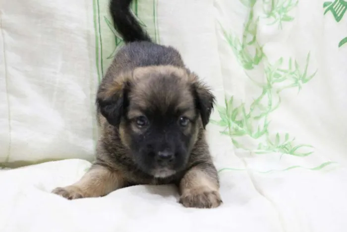 Cachorro ra a SRD idade Abaixo de 2 meses nome Varios
