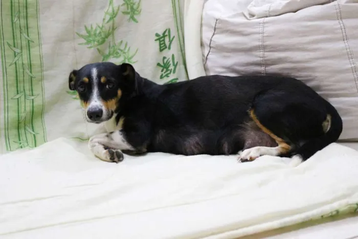 Cachorro ra a SRD idade Abaixo de 2 meses nome Varios