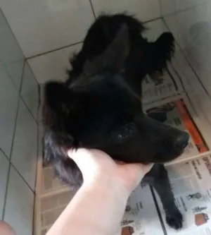 Cachorro raça SRD idade 1 ano nome Happy 