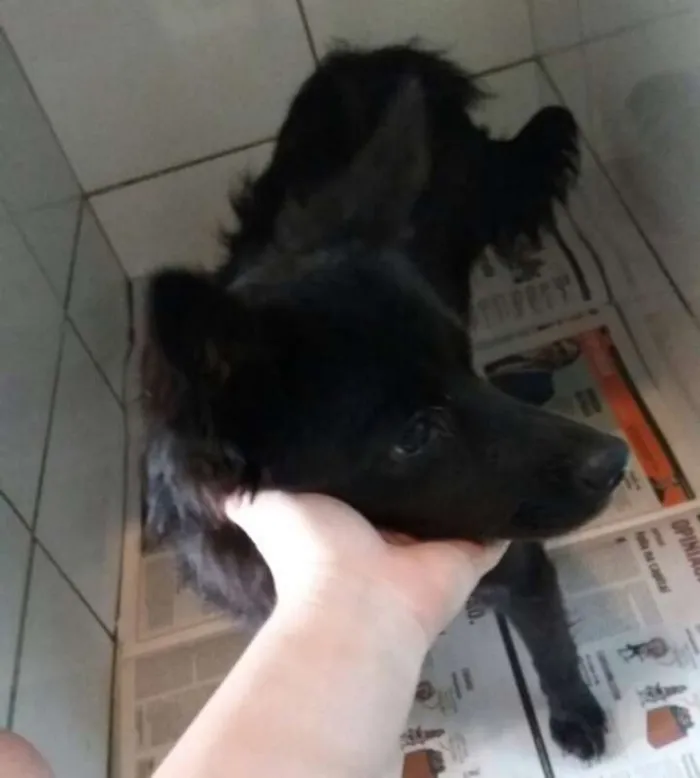 Cachorro ra a SRD idade 1 ano nome Happy 