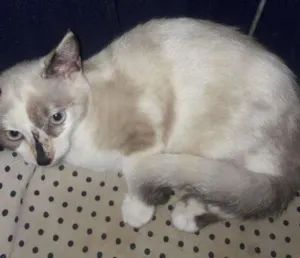 Gato raça Srd  idade 2 a 6 meses nome Filo