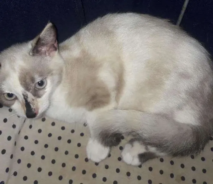 Gato ra a Srd  idade 2 a 6 meses nome Filo