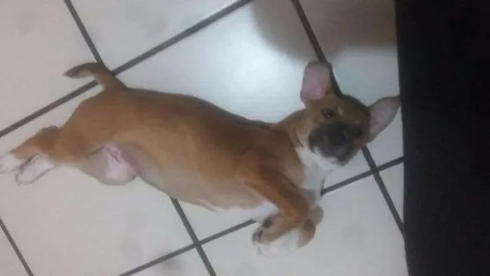 Cachorro ra a SRD idade 2 a 6 meses nome meg