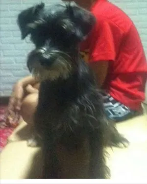 Cachorro raça Mistura  idade 2 anos nome Thor