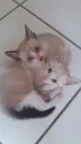 Bebês da Juju