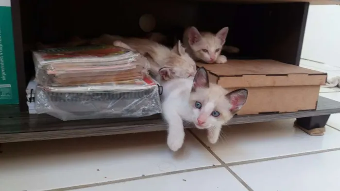 Gato ra a ciamês idade Abaixo de 2 meses nome Bebês da Juju