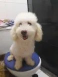 Bebê 