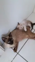 Bebês da Juju