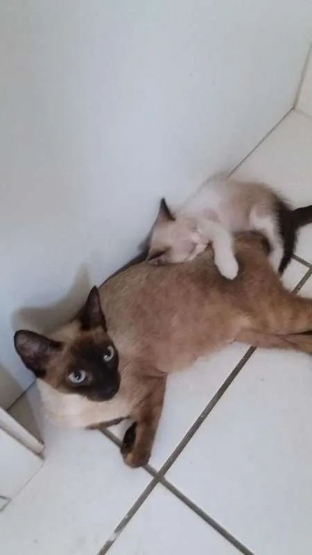 Gato ra a ciamês idade Abaixo de 2 meses nome Bebês da Juju