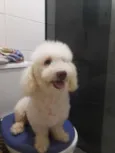 Bebê 