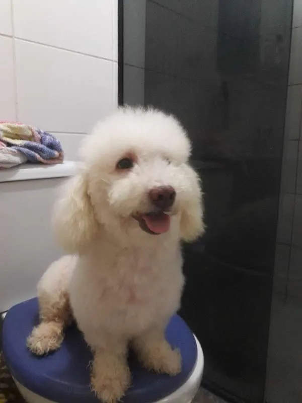 Cachorro ra a Pudlee  idade 6 ou mais anos nome Bebê 