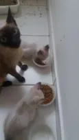 Bebês da Juju