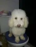 Bebê 