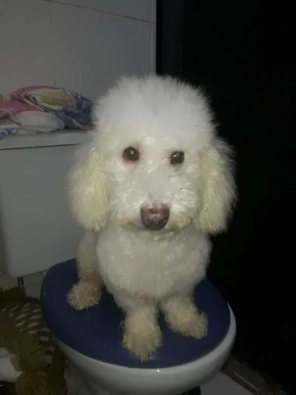 Cachorro ra a Pudlee  idade 6 ou mais anos nome Bebê 