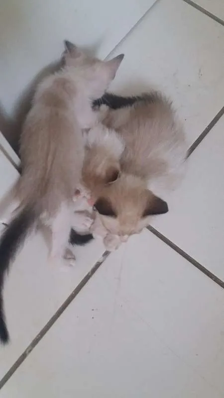 Gato ra a ciamês idade Abaixo de 2 meses nome Bebês da Juju