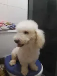 Bebê 