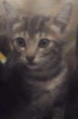 Gato raça gato idade 2 a 6 meses nome mel