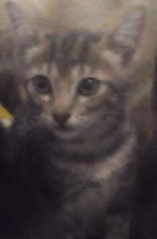 Gato ra a gato idade 2 a 6 meses nome mel