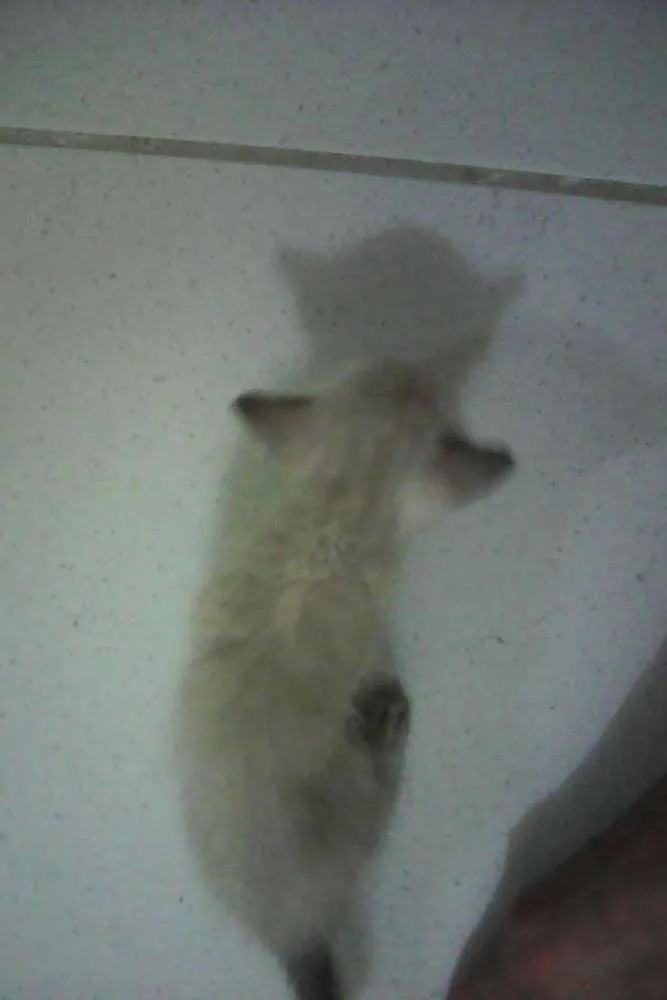 Gato ra a  idade Abaixo de 2 meses nome Gatos