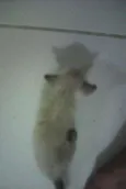 Gatos