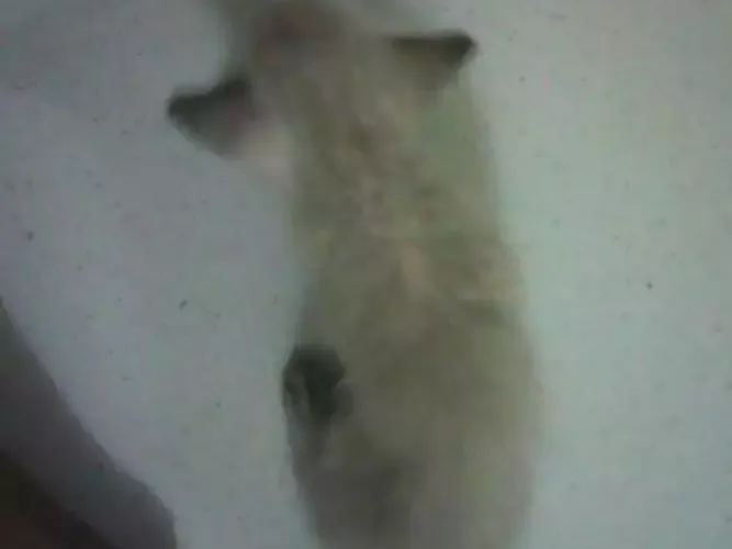 Gato ra a  idade Abaixo de 2 meses nome Gatos