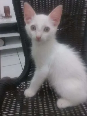 Gato raça Srd idade Abaixo de 2 meses nome Yoda