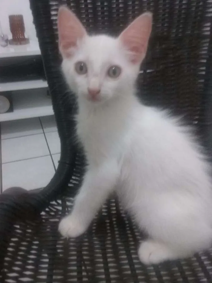 Gato ra a Srd idade Abaixo de 2 meses nome Yoda