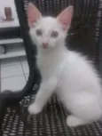 Yoda