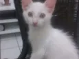 Yoda
