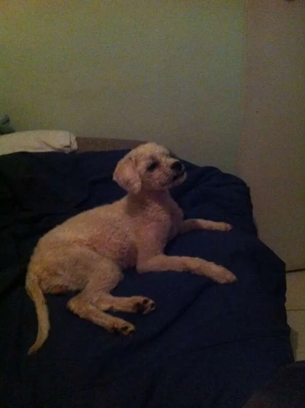 Cachorro raça Poodle idade 2 anos nome S/ NOME 