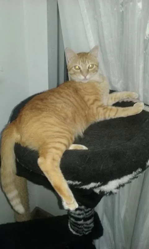 Gato ra a SRD idade 2 anos nome Ferrugem e Fofuxo