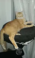 Ferrugem e Fofuxo