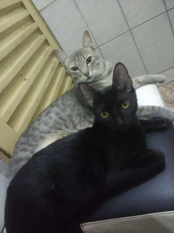 Gato ra a  idade 2 a 6 meses nome Miojo