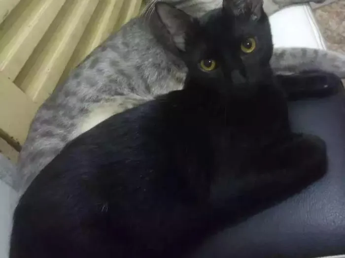Gato ra a  idade 2 a 6 meses nome Miojo