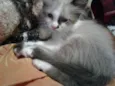 GATINHA