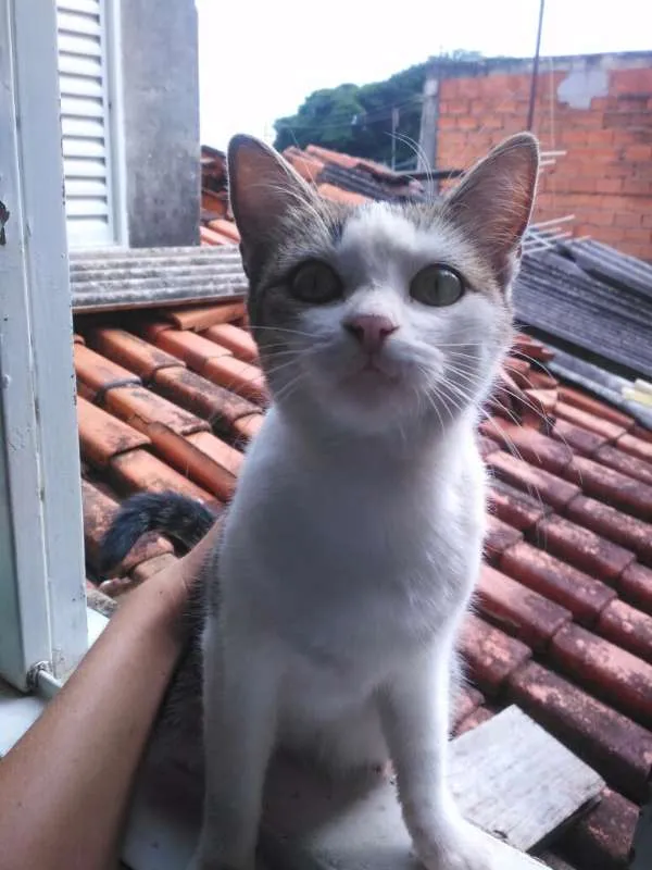 Gato ra a American Shorthair idade 2 a 6 meses nome Megan