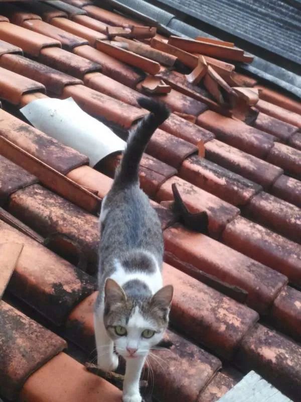 Gato ra a American Shorthair idade 2 a 6 meses nome Megan