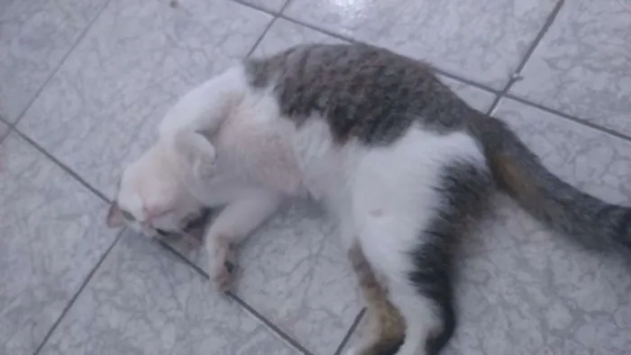 Gato ra a American Shorthair idade 2 a 6 meses nome Megan