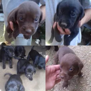 Cachorro raça  idade Abaixo de 2 meses nome Varios amiguinhos