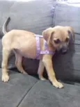mel
