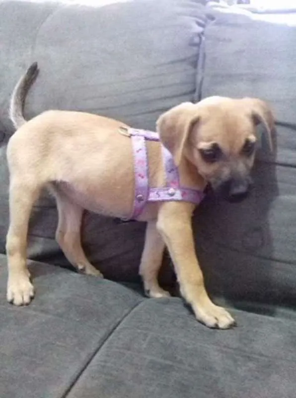 Cachorro ra a  idade 2 a 6 meses nome mel