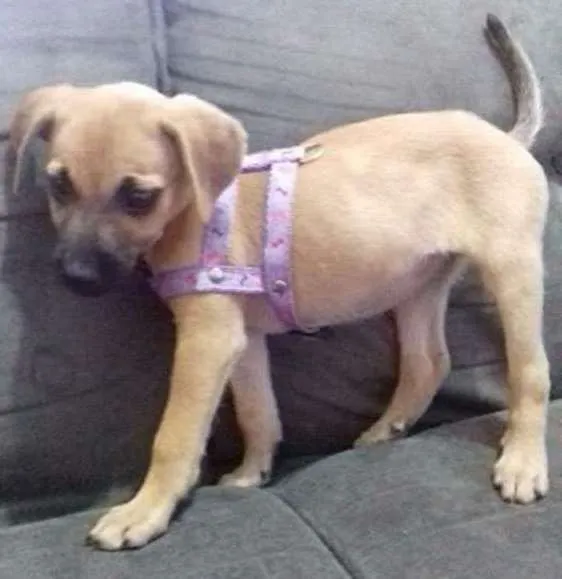 Cachorro ra a  idade 2 a 6 meses nome mel